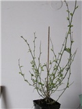 Kerria japonica Pleniflora